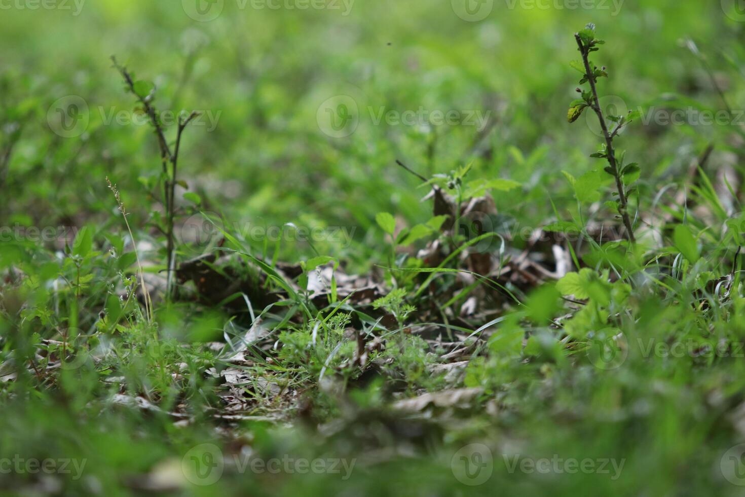 Close up plants growing on the ground photo