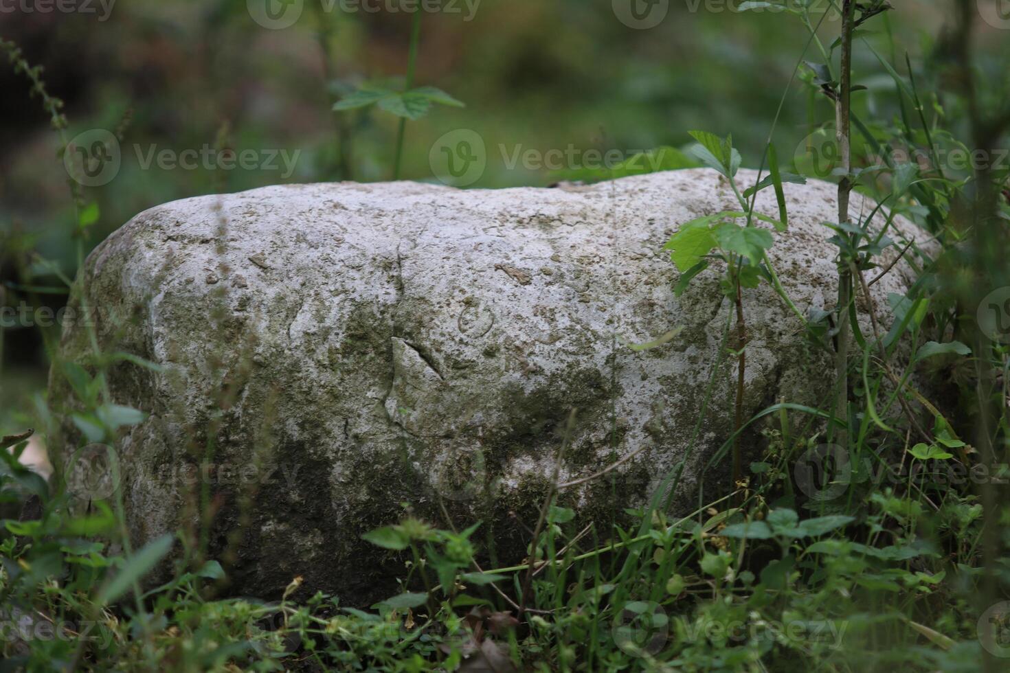 Close up view of stone and rock near the plants photo