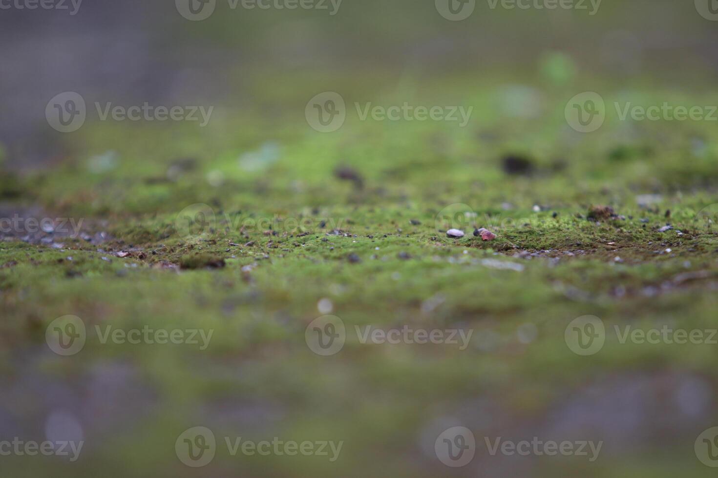 Beautiful close up of moss on the wall and floor photo