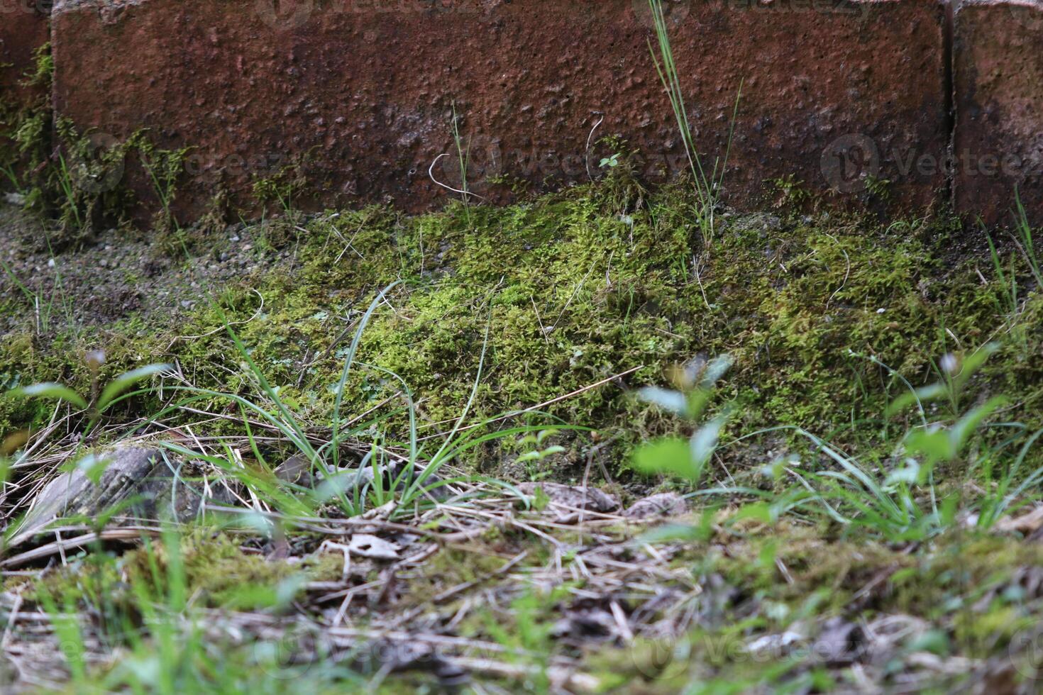 Beautiful close up of moss on the wall and floor photo