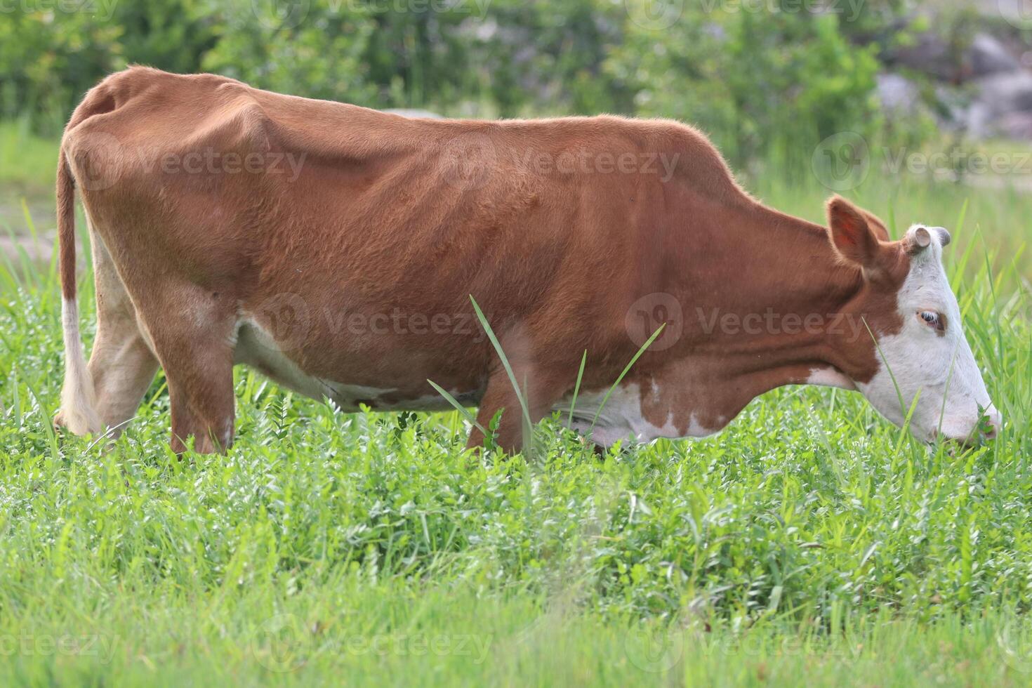 Cow grazing in the meadow photo