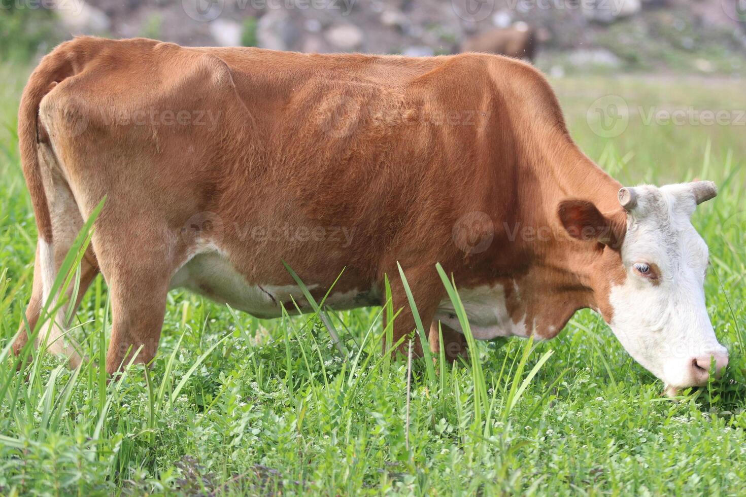 Cow grazing in the meadow photo
