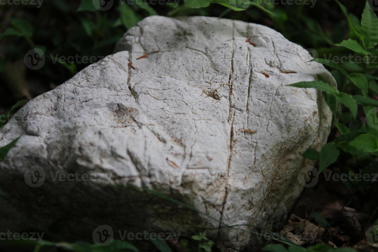 Close up view of stone and rock near the plants photo
