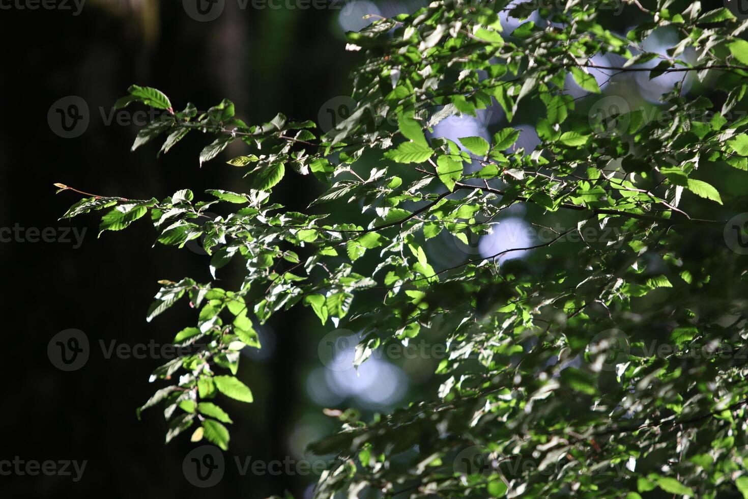 Branches and leaves of trees near beautiful lighting, Close up photo