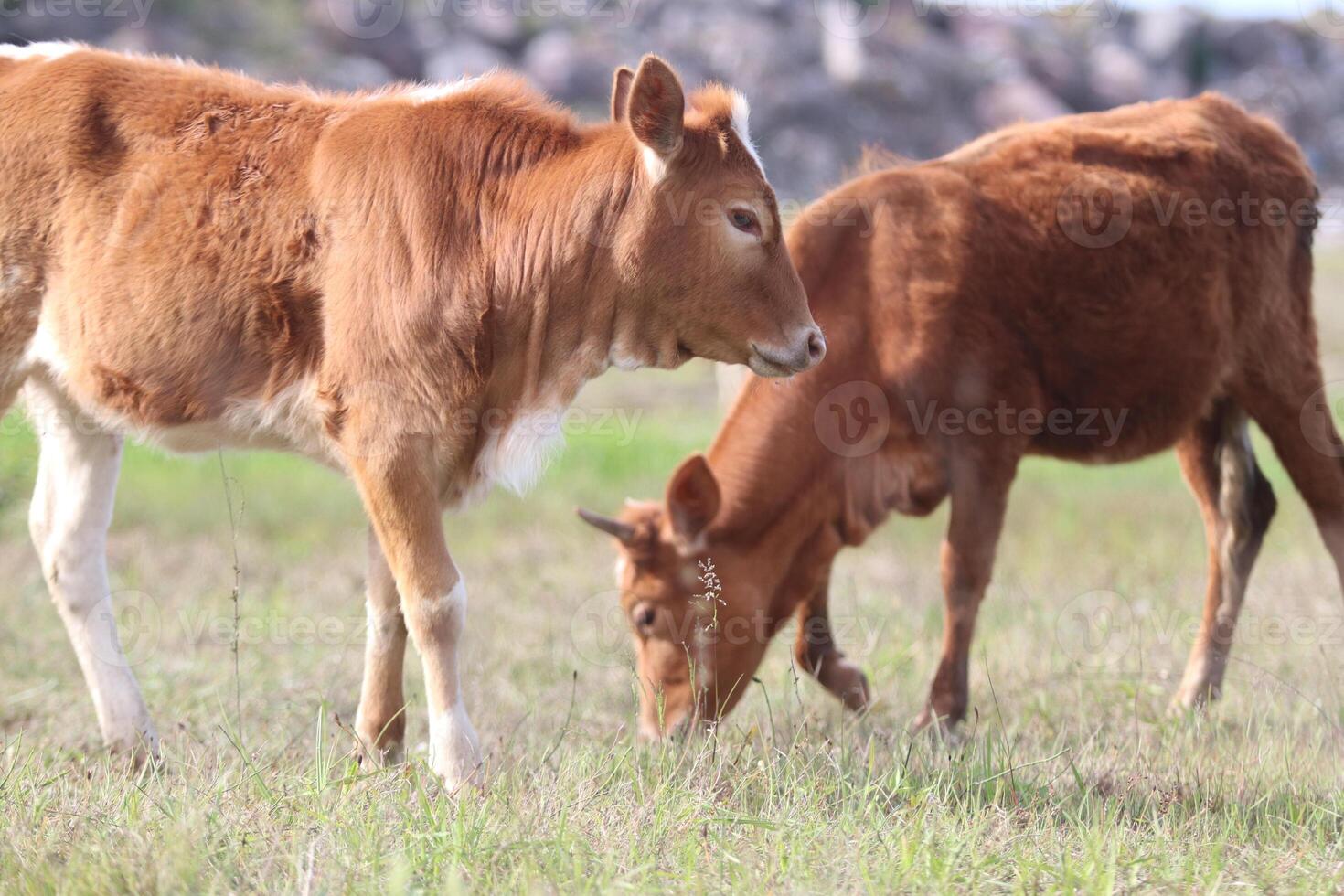 Cow grazing in the meadow photo