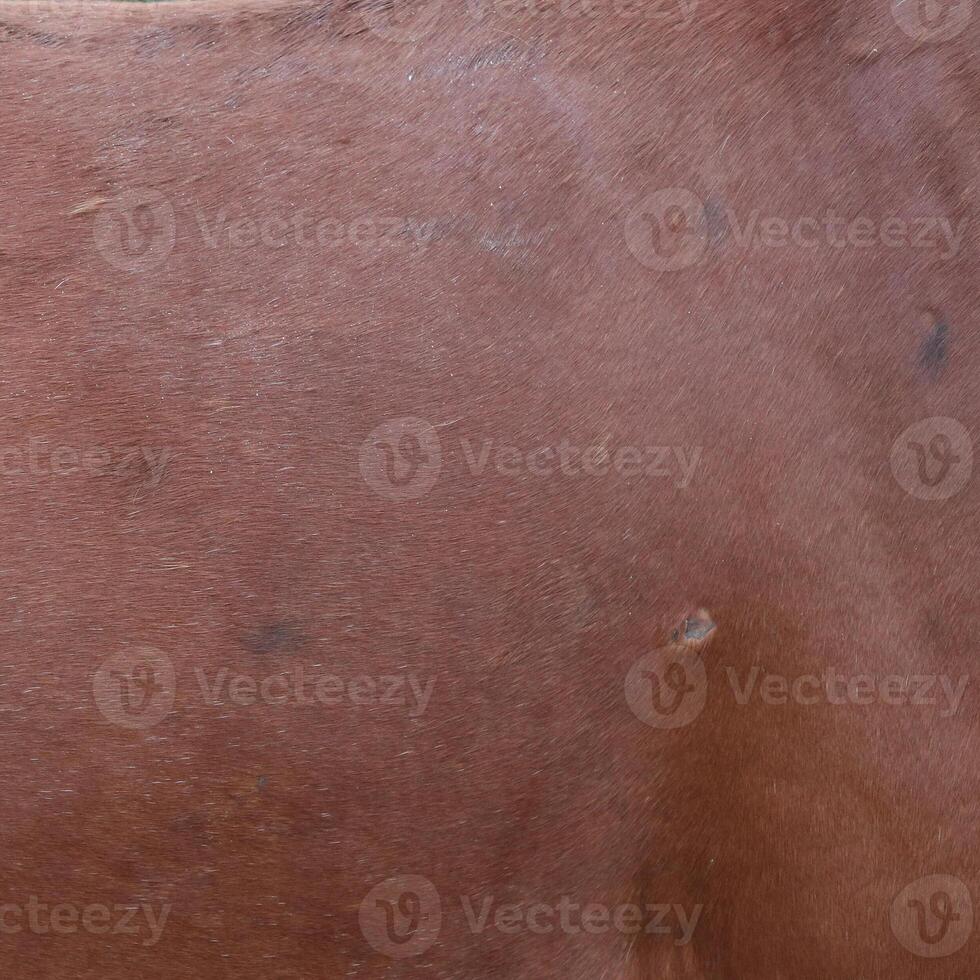 The brown horse skin texture photo