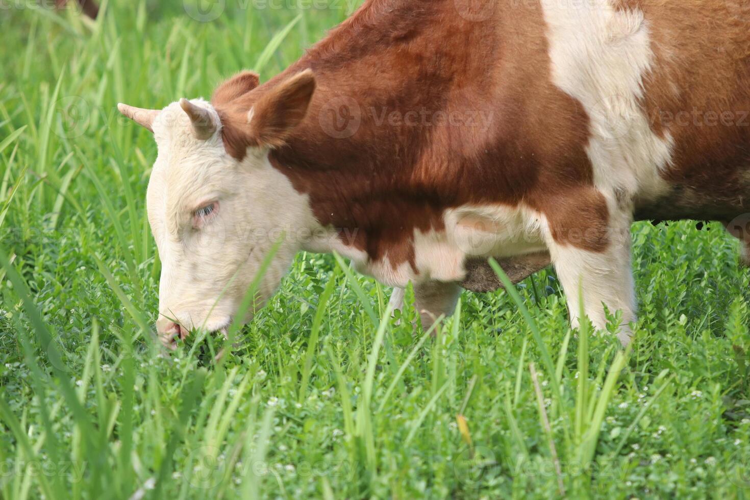 Cow grazing in the meadow photo