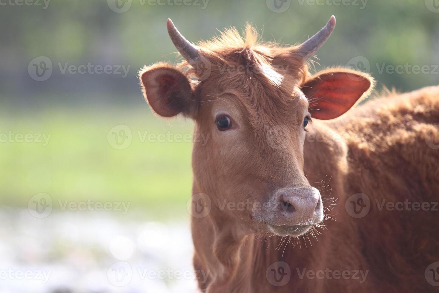 Cow grazing in the meadow photo