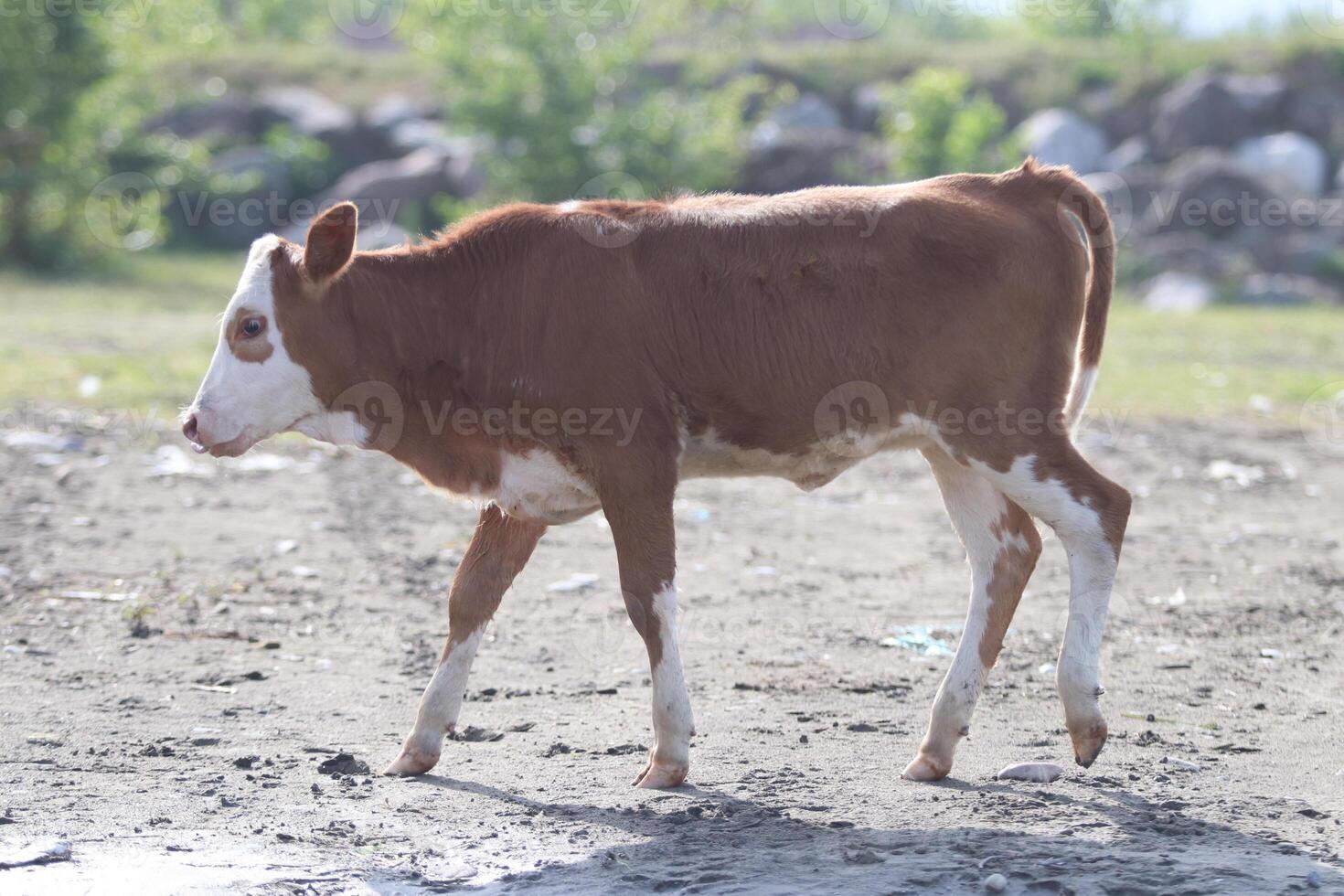 Cow grazing in the meadow photo