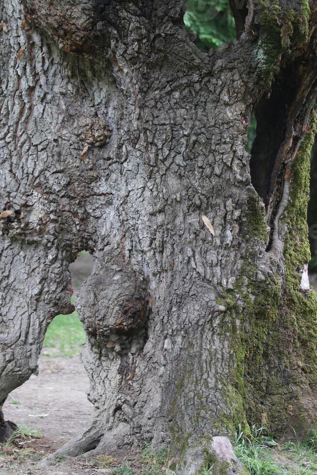 Close up view of the tree's mossy trunk photo