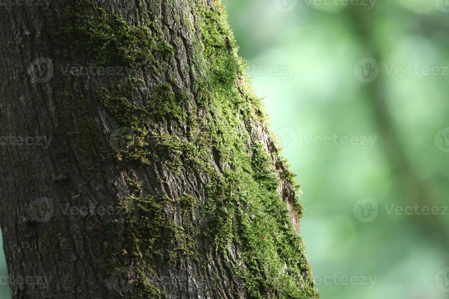 Close up view of the tree's mossy trunk photo