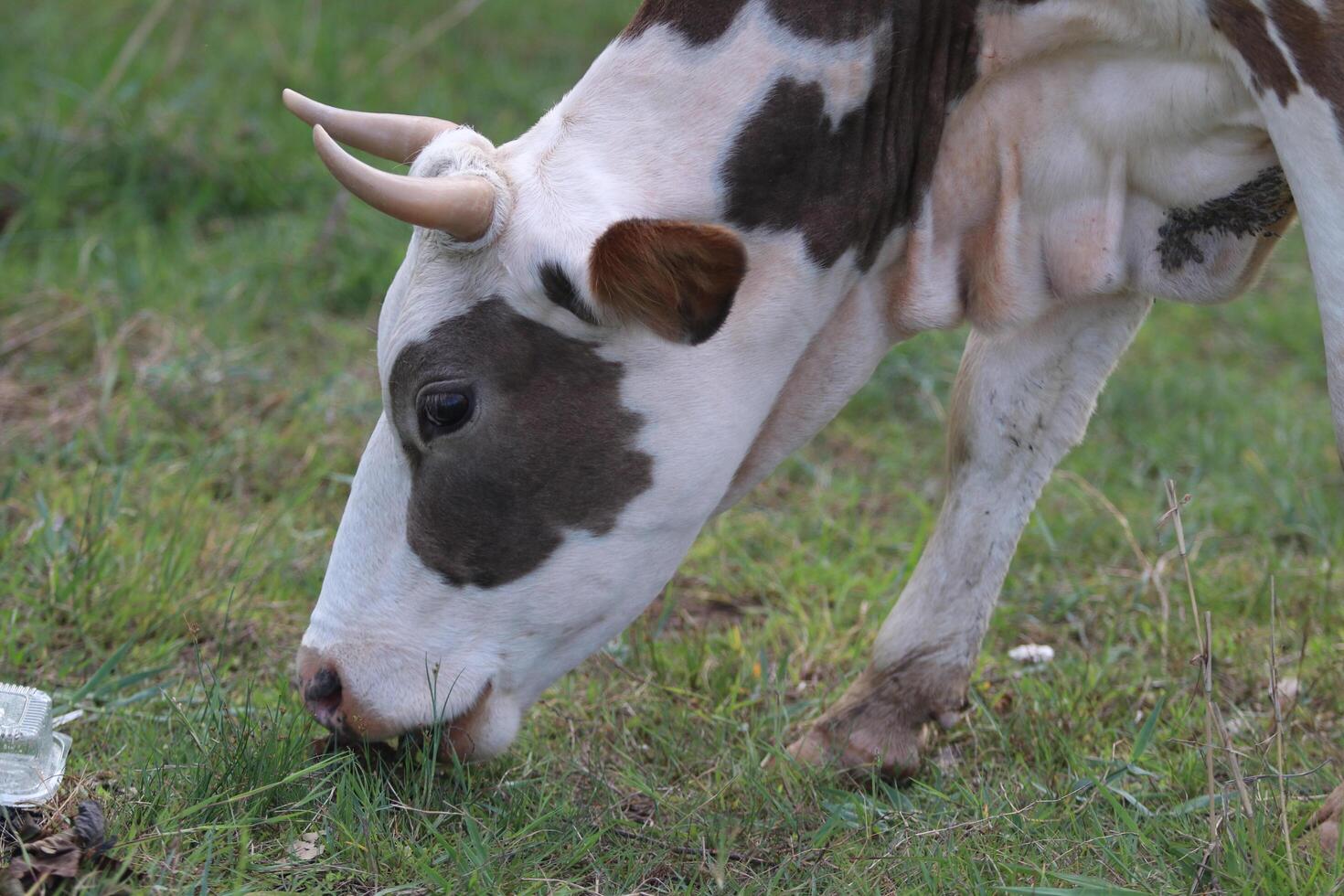 Cow grazing in the meadow photo