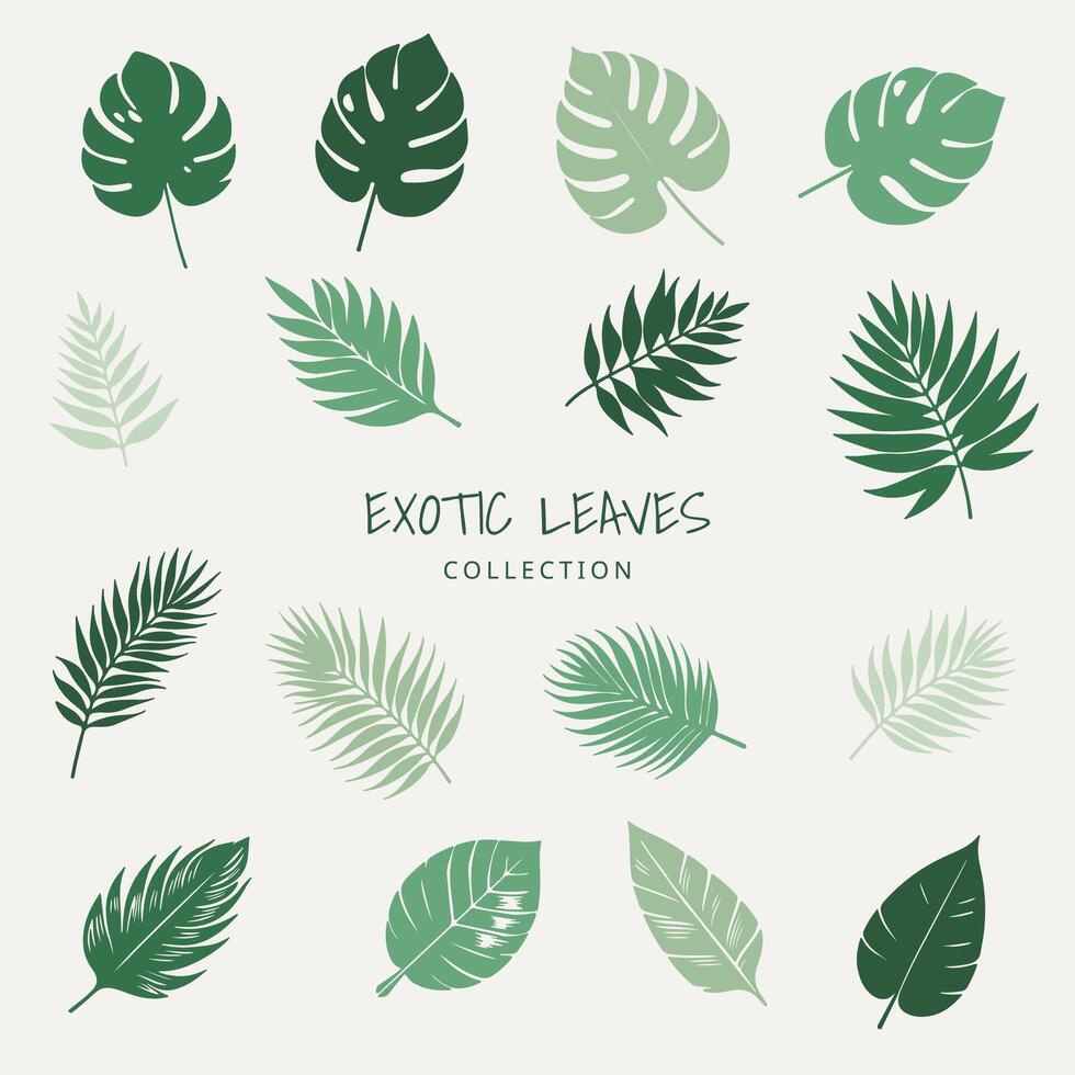 Exotic leaves collection isolated tropical plant illustrations, for summer and jungle designs. Monstera, palm fronds, and other botanical elements create a lush, decorative, and natural vibe. Not AI. vector