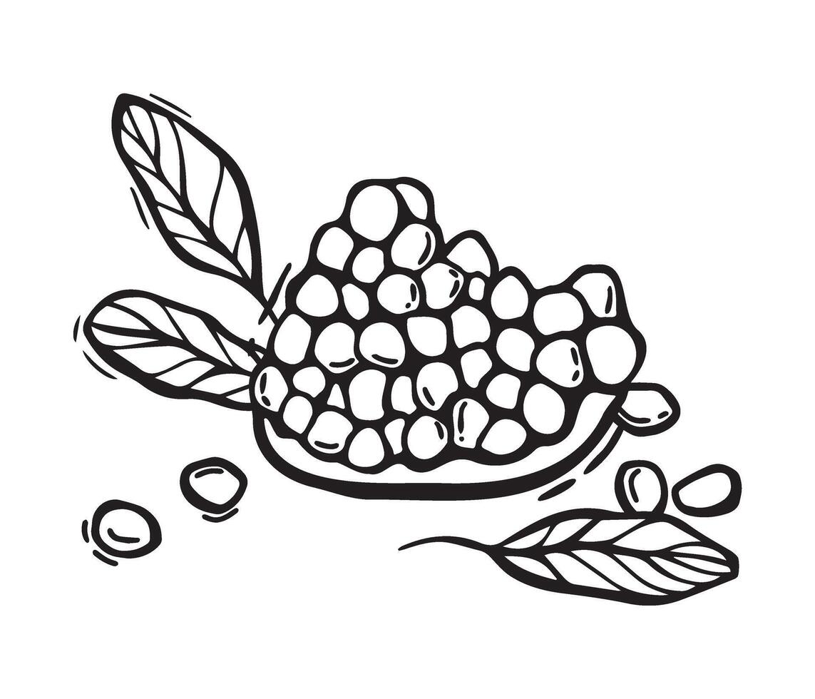 Juicy pomegranate fruit pulp with leaves. black and white hand drawn illustration in linocut style on isolated background. Drawing for food and drink packaging design, menu, fabric, cards vector