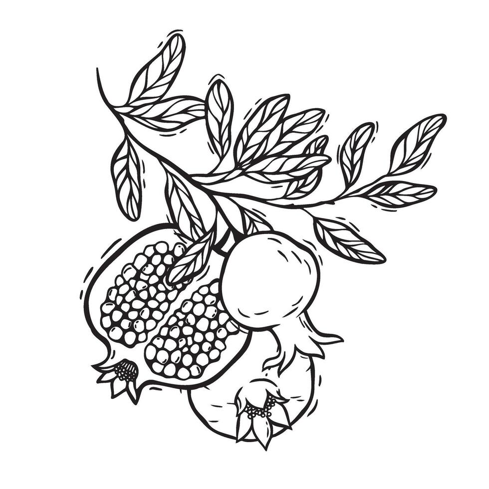 Branch with pomegranate leaves and fruits. botanical black and white illustration, hand drawn in linocut style on isolated background. Drawing for food and cosmetics packaging design, packaging vector