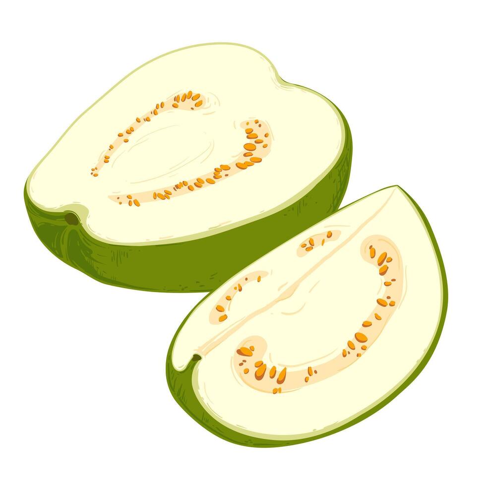 pises fresh guava. illustration. vector
