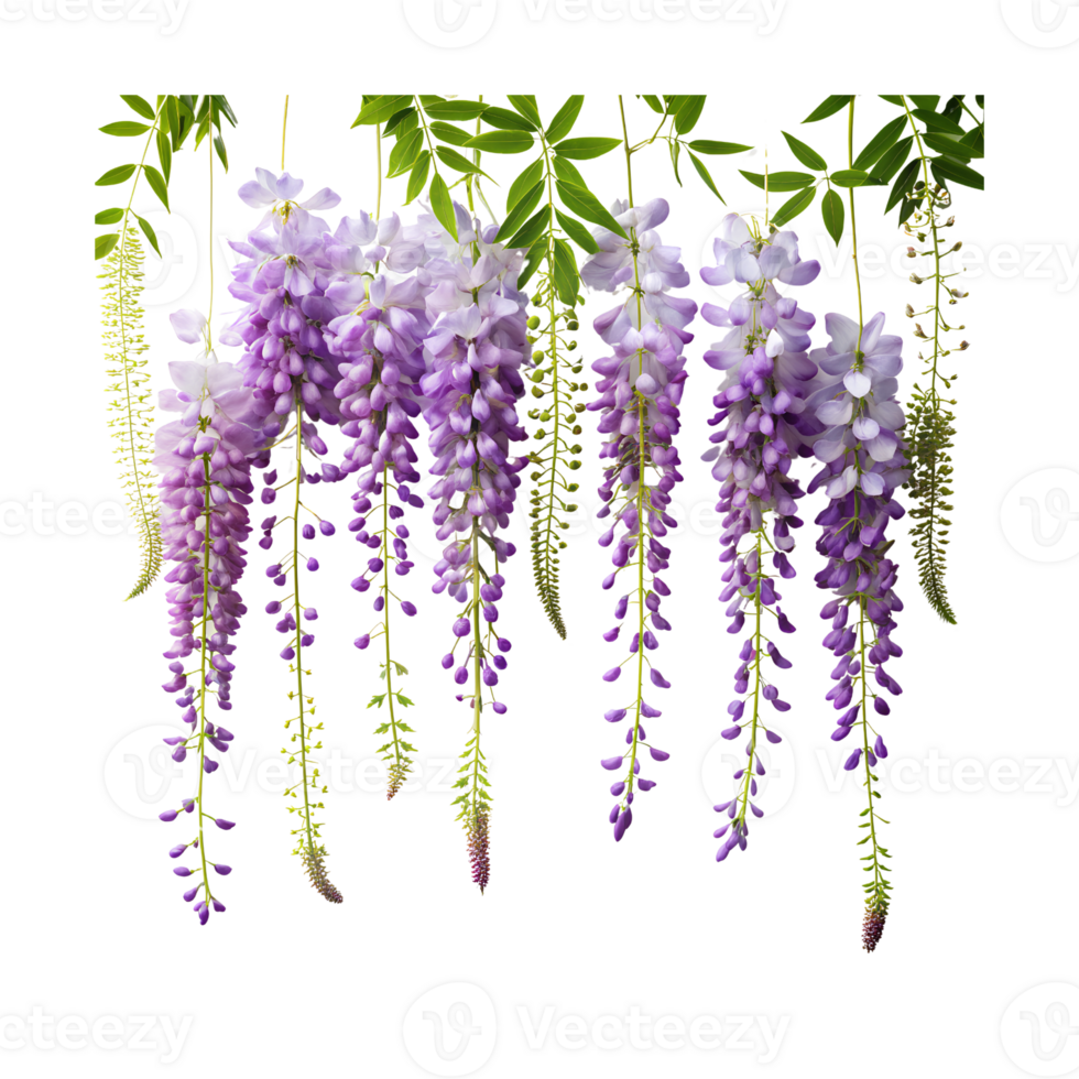 A minimalist composition of wisteria flowers artfully positioned on a transparent background png