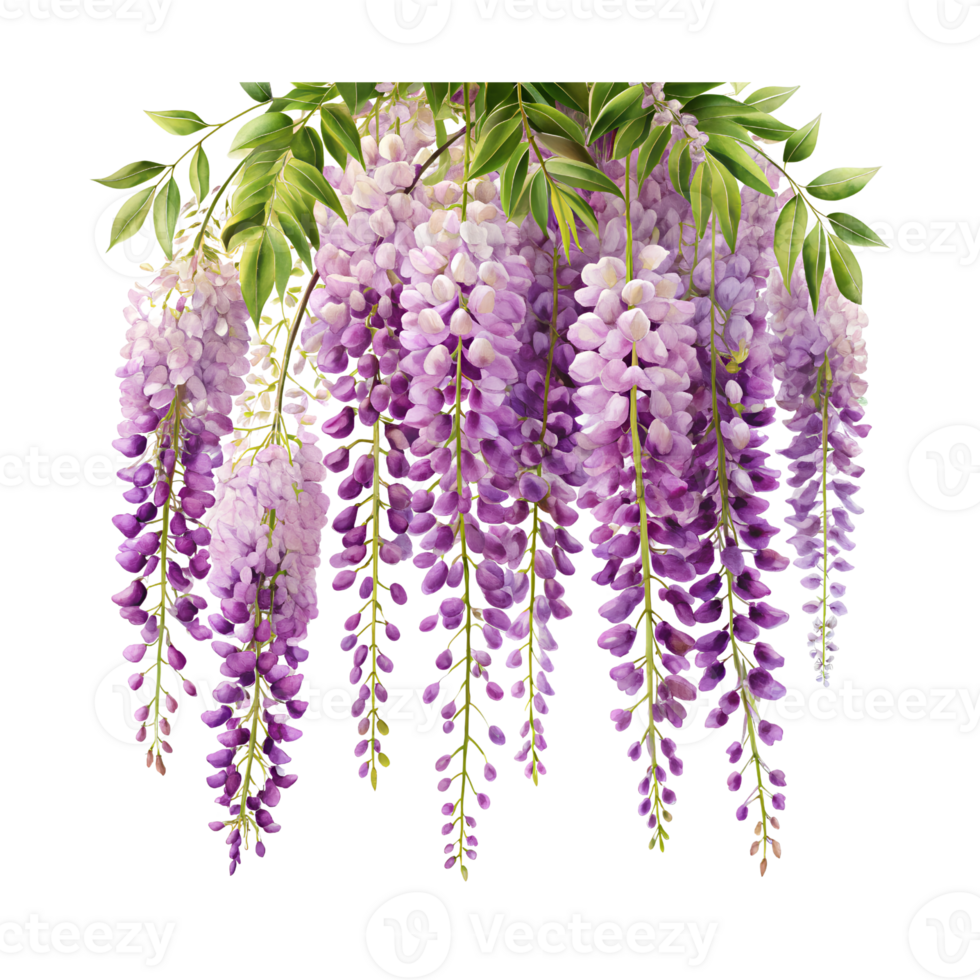An artistic depiction of wisteria blooms on a transparent background png