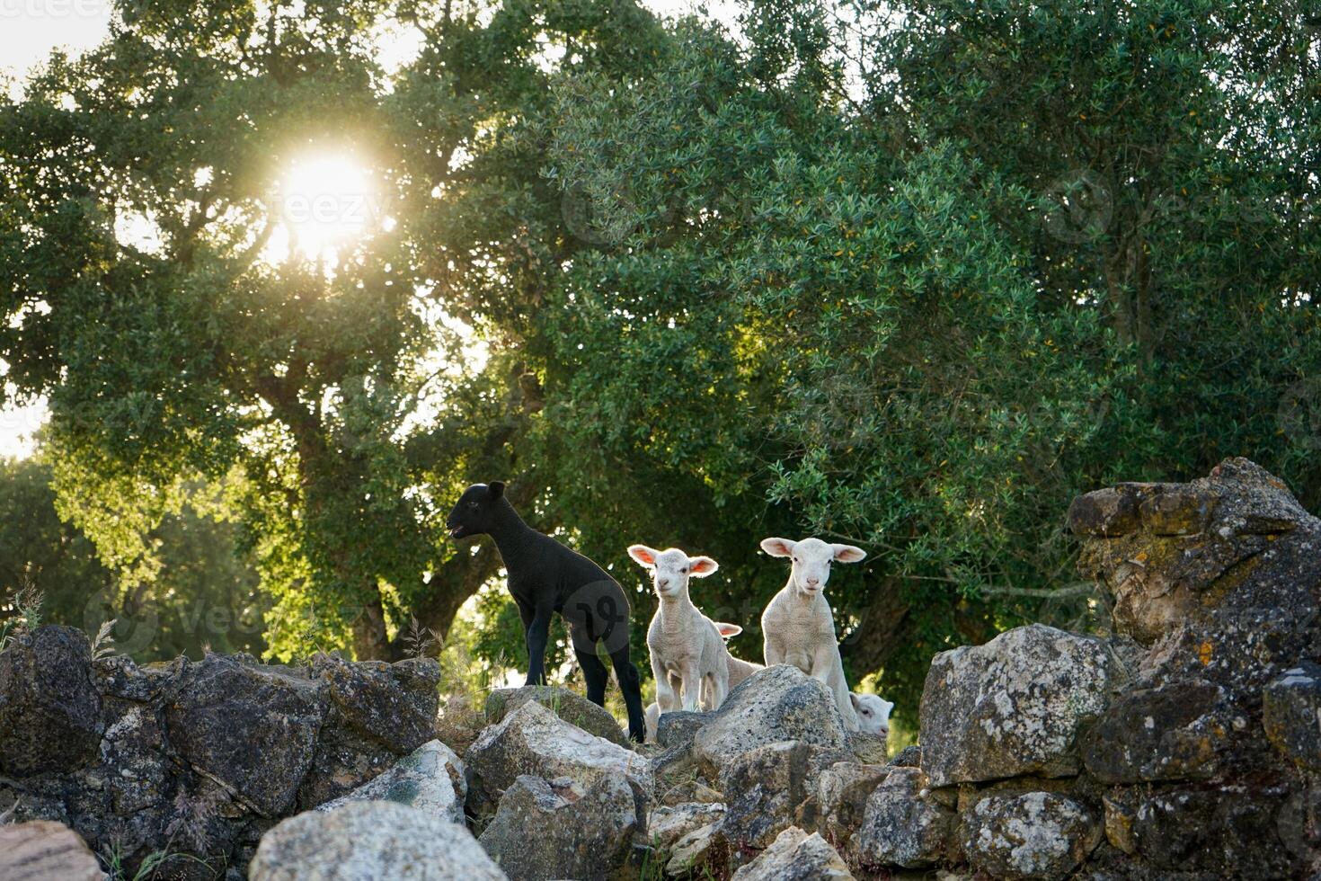 Three lambs stand atop rocky terrain, framed by the iconic cork oaks of Alentejo. The scene captures a rustic, tranquil setting with the lambs exploring their rugged surroundings. photo