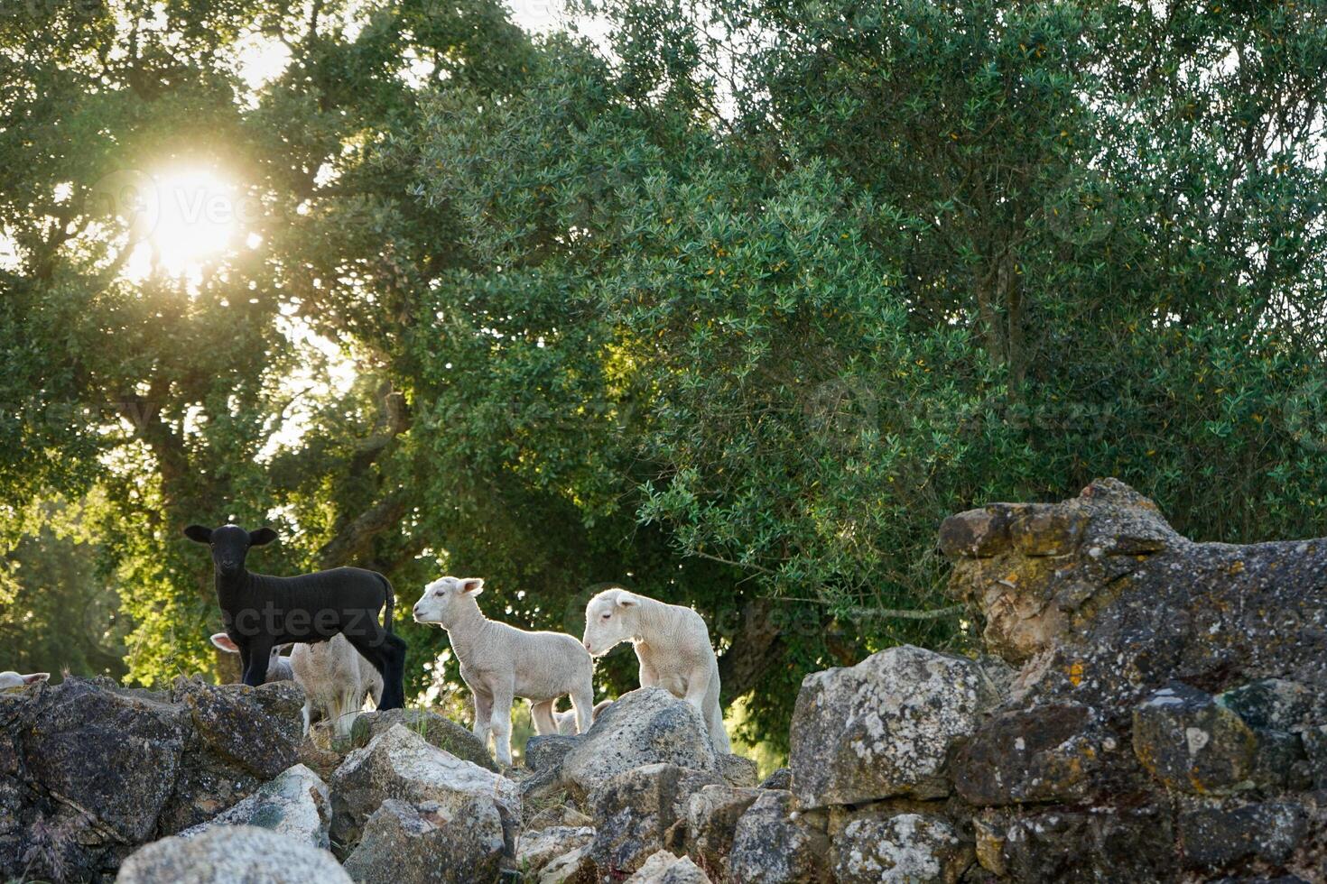 Three lambs stand atop rocky terrain, framed by the iconic cork oaks of Alentejo. The scene captures a rustic, tranquil setting with the lambs exploring their rugged surroundings. photo