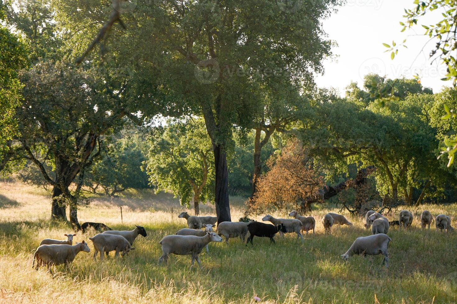 A tranquil scene in the Alentejo region, featuring a flock of sheep grazing on a verdant field, dotted with iconic cork oak trees. The gentle landscape embodies the essence of rural Portugal. photo