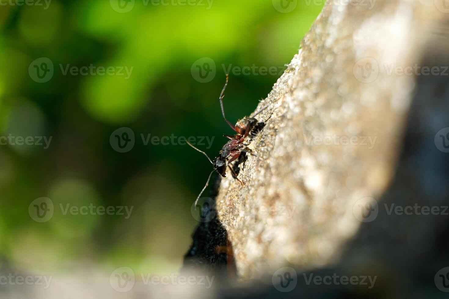 An ant walks across a rough stone, its tiny form contrasting against the rocky texture. The close-up captures the fine details of the ants body and the irregular patterns of the stone. photo