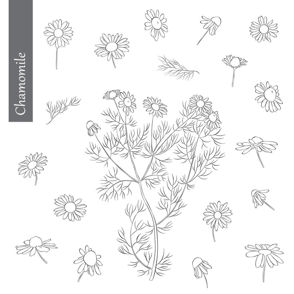 Chamomile Outline Hand drawn Illustration on white backgroung vector