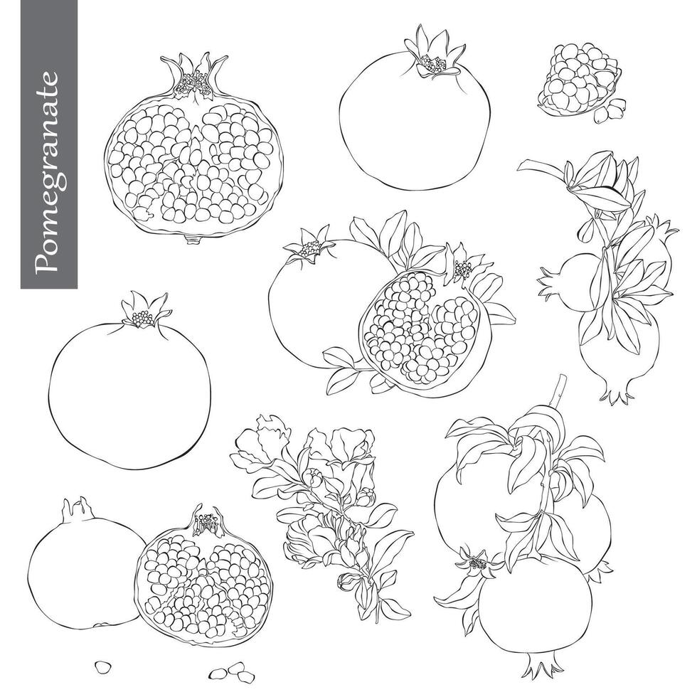 Pomegranate Outline Hand drawn Illustration on white backgroung vector