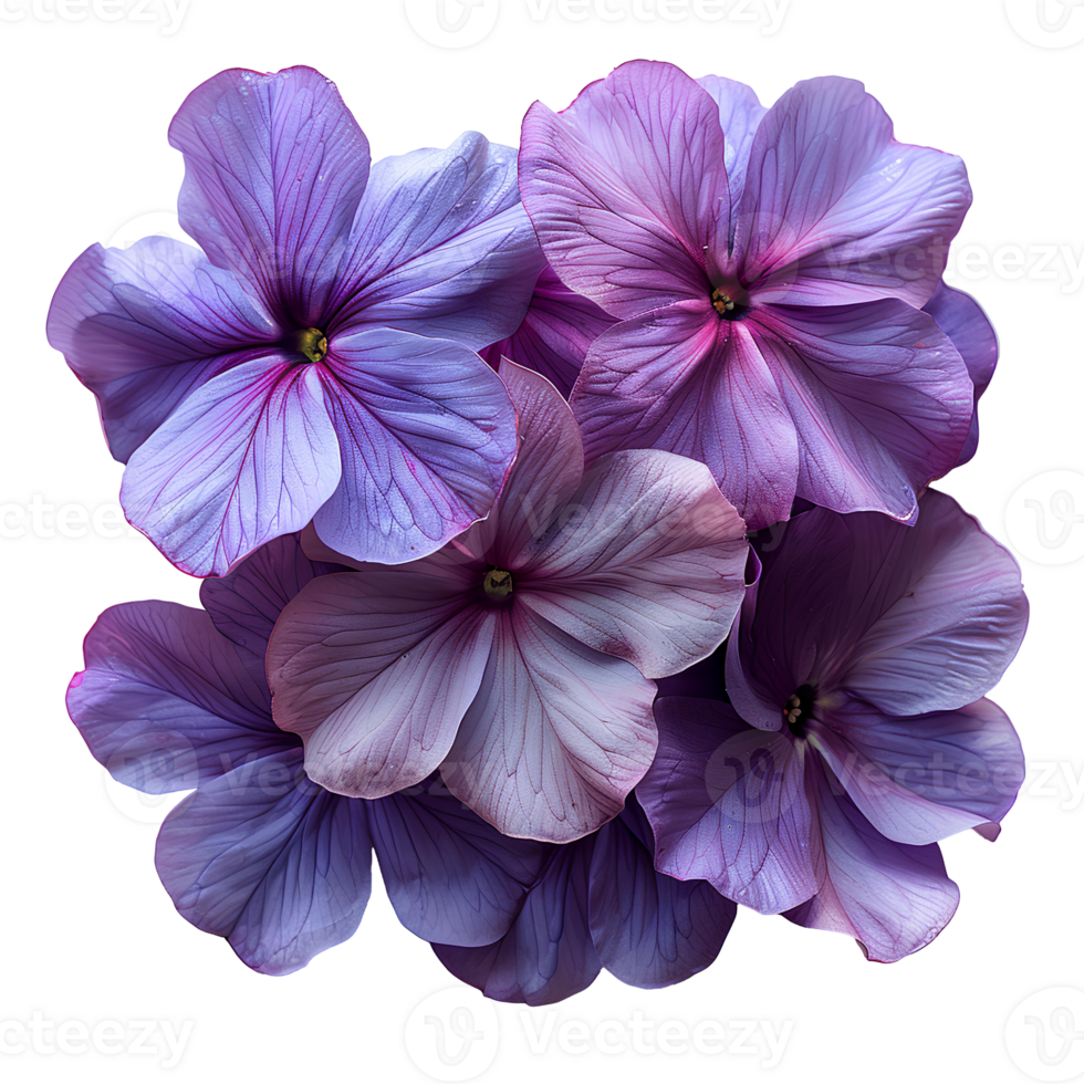 Purple phlox flower . Purple flower top view . Phlox flower flat lay isolated. Summertime bloom of a phlox flower png