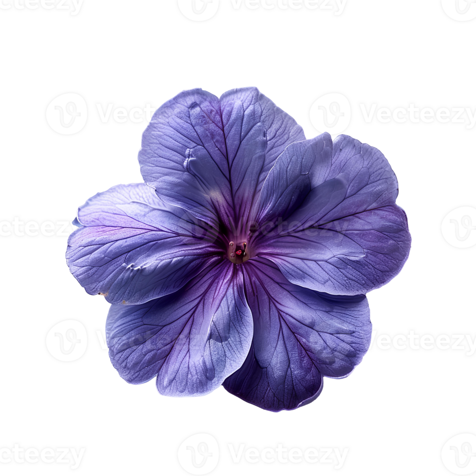 Purple phlox flower . Purple flower top view . Phlox flower flat lay isolated. Summertime bloom of a phlox flower png