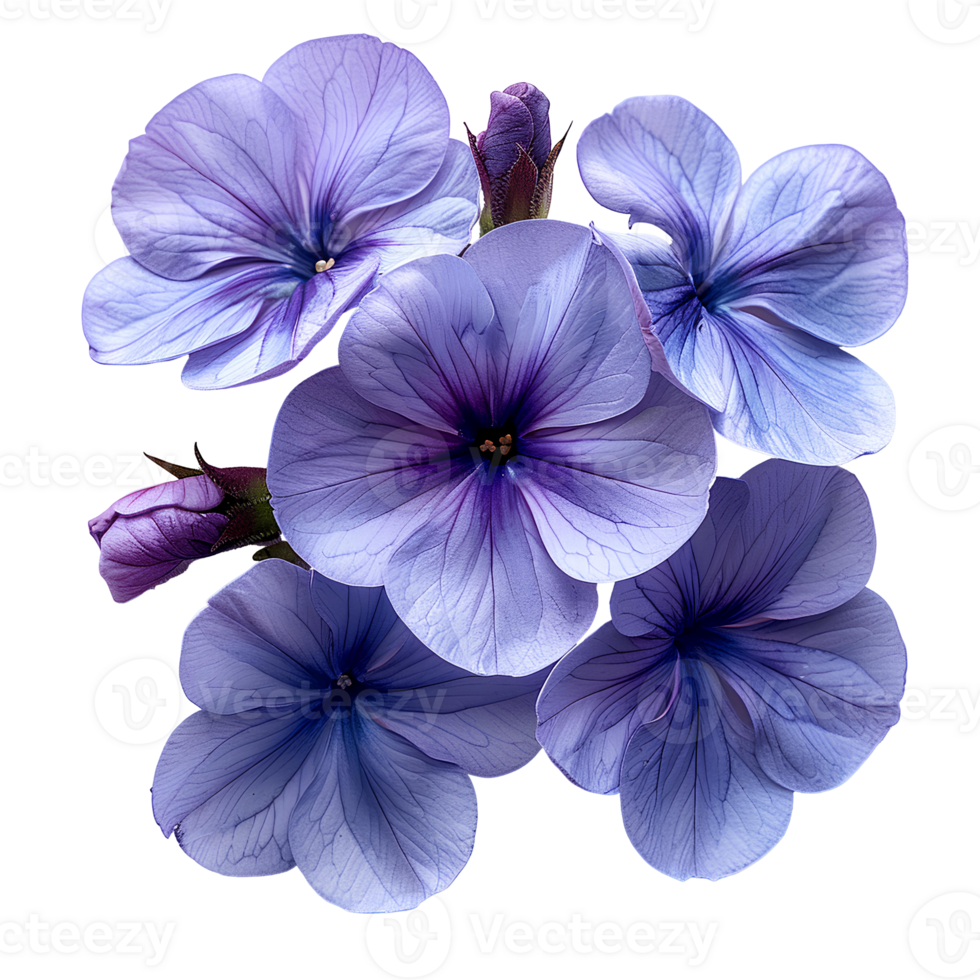 Purple phlox flower . Purple flower top view . Phlox flower flat lay isolated. Summertime bloom of a phlox flower png