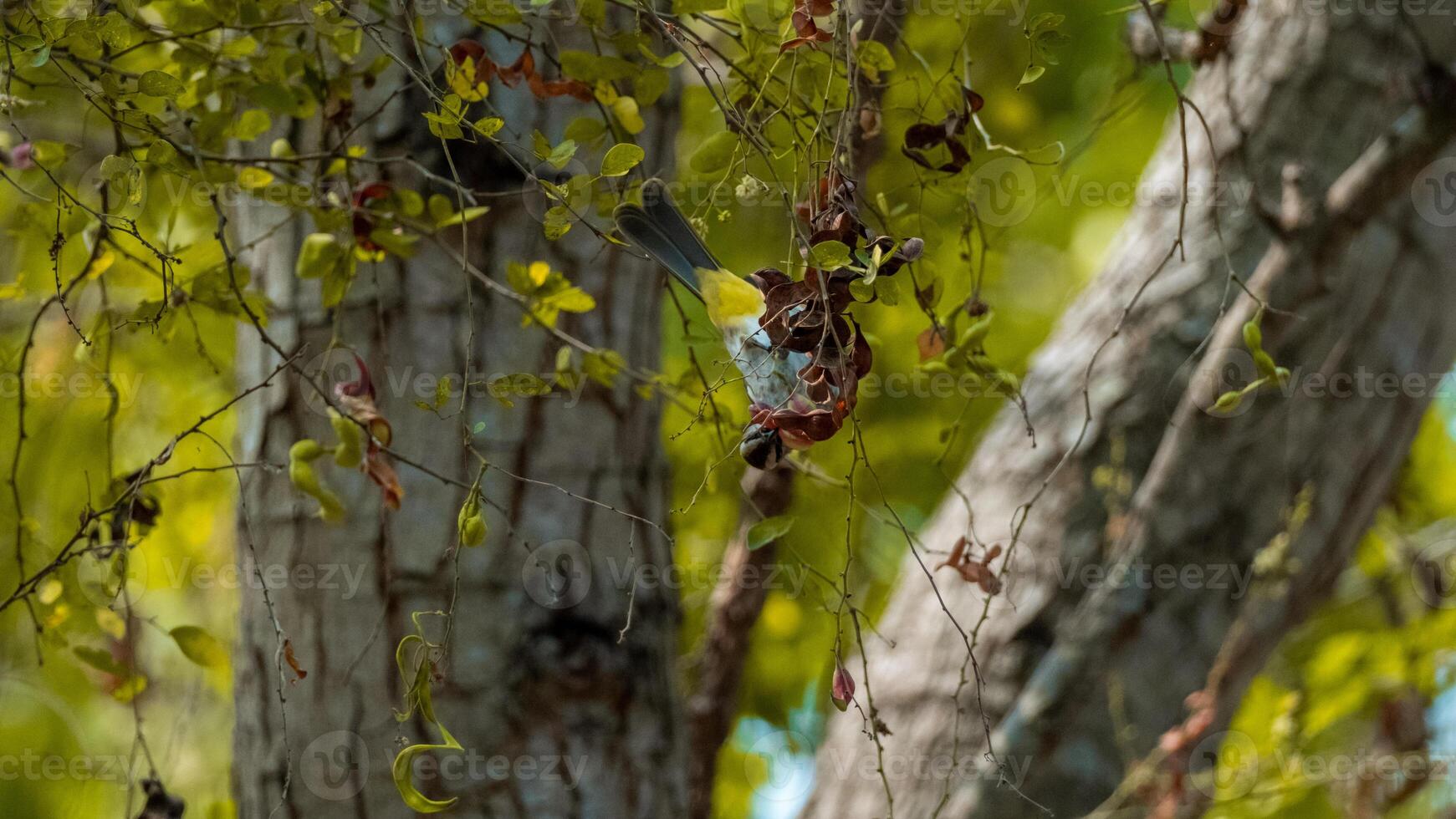 Sooty-headed bulbul birds play and perch on the branches of a tree carrying food photo