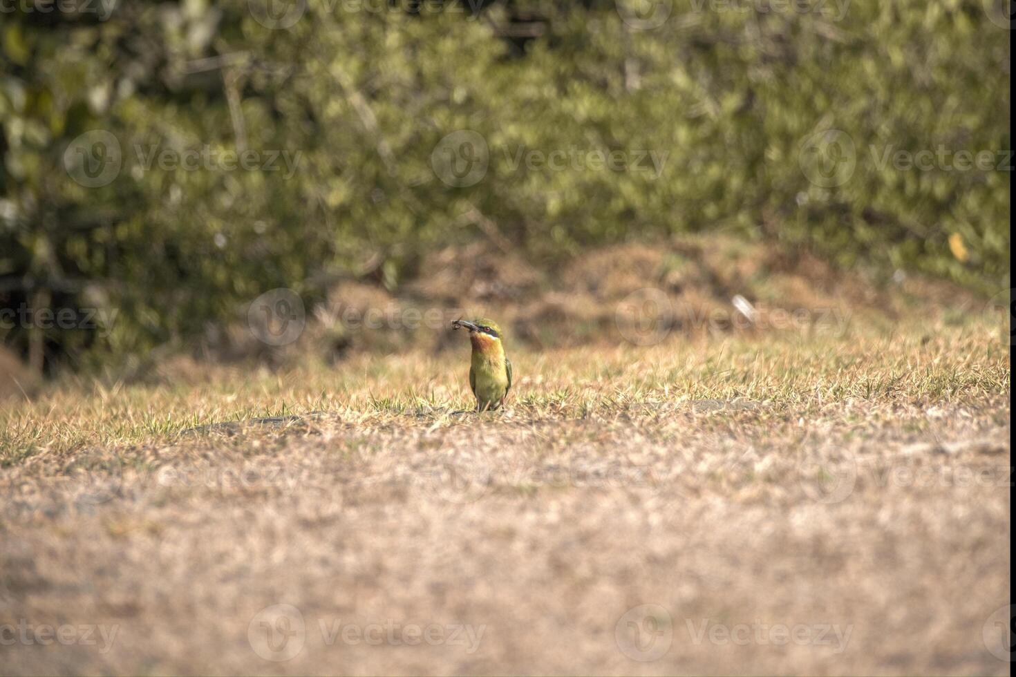 full body side view of small blue tailed bee eater bird with green and orange plumage standing on wet ground and eating insect against hills background photo