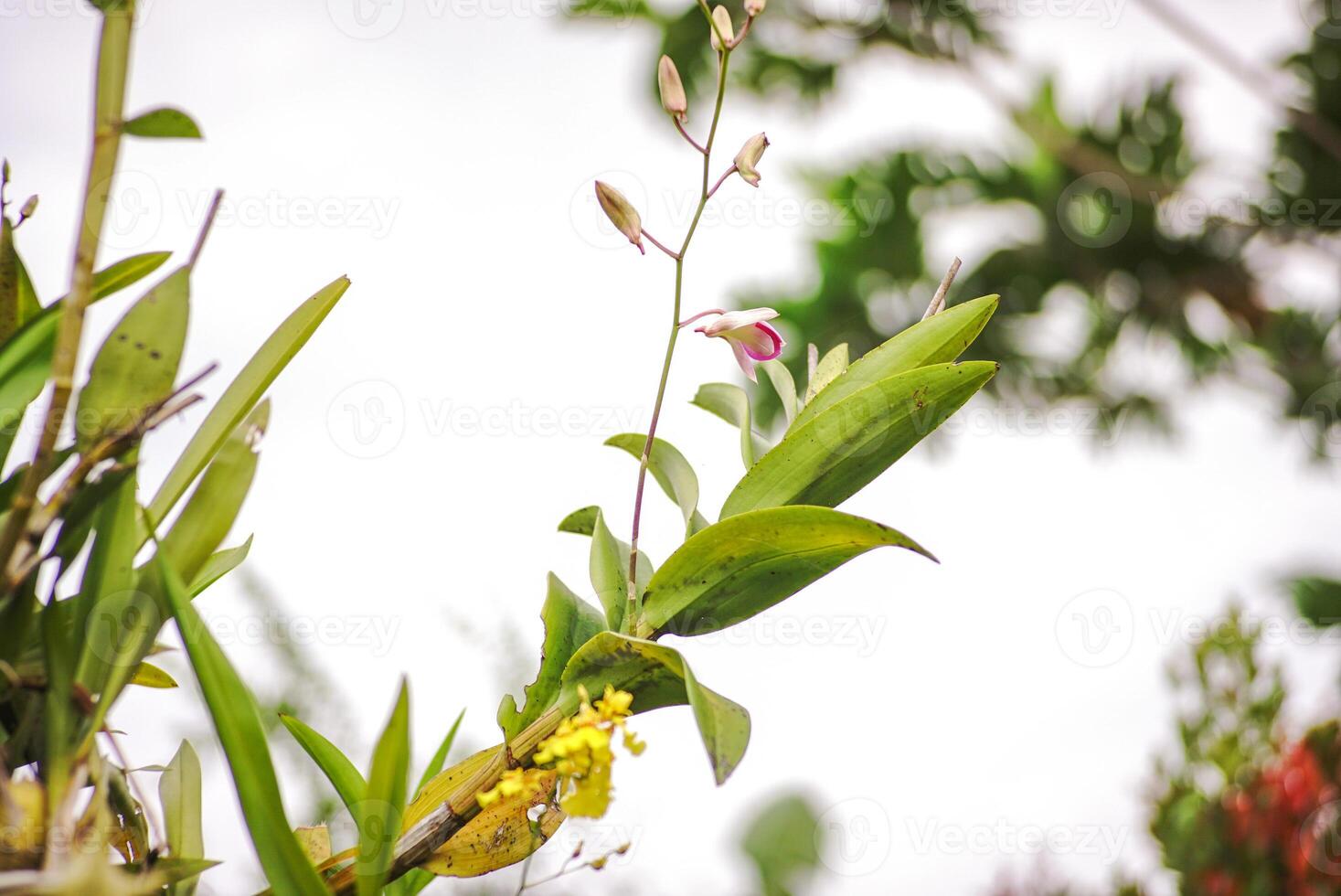 purple and white orchids. orchid flowers. garden full of orchids with a clean sky and house in the background photo