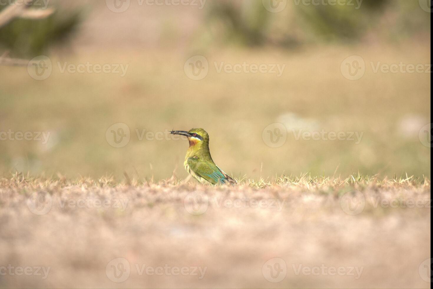 full body side view of small blue tailed bee eater bird with green and orange plumage standing on wet ground and eating insect against hills background photo