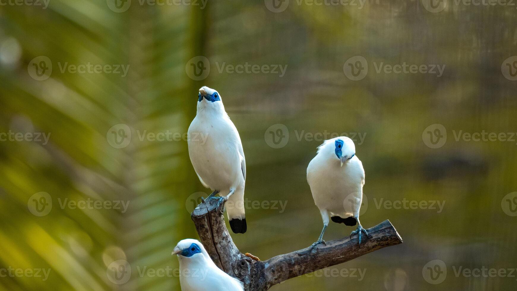 beautiful Balinese myna bird or balinese starling perched on a tree branch at sunrise. on the island of bali, indonesia photo