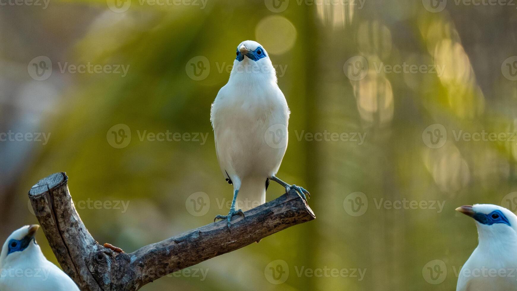 beautiful Balinese myna bird or balinese starling perched on a tree branch at sunrise. on the island of bali, indonesia photo