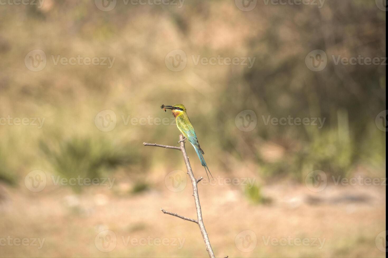 full body side view of small blue tailed bee eater bird with green and orange plumage standing on wet ground and eating insect against hills background photo
