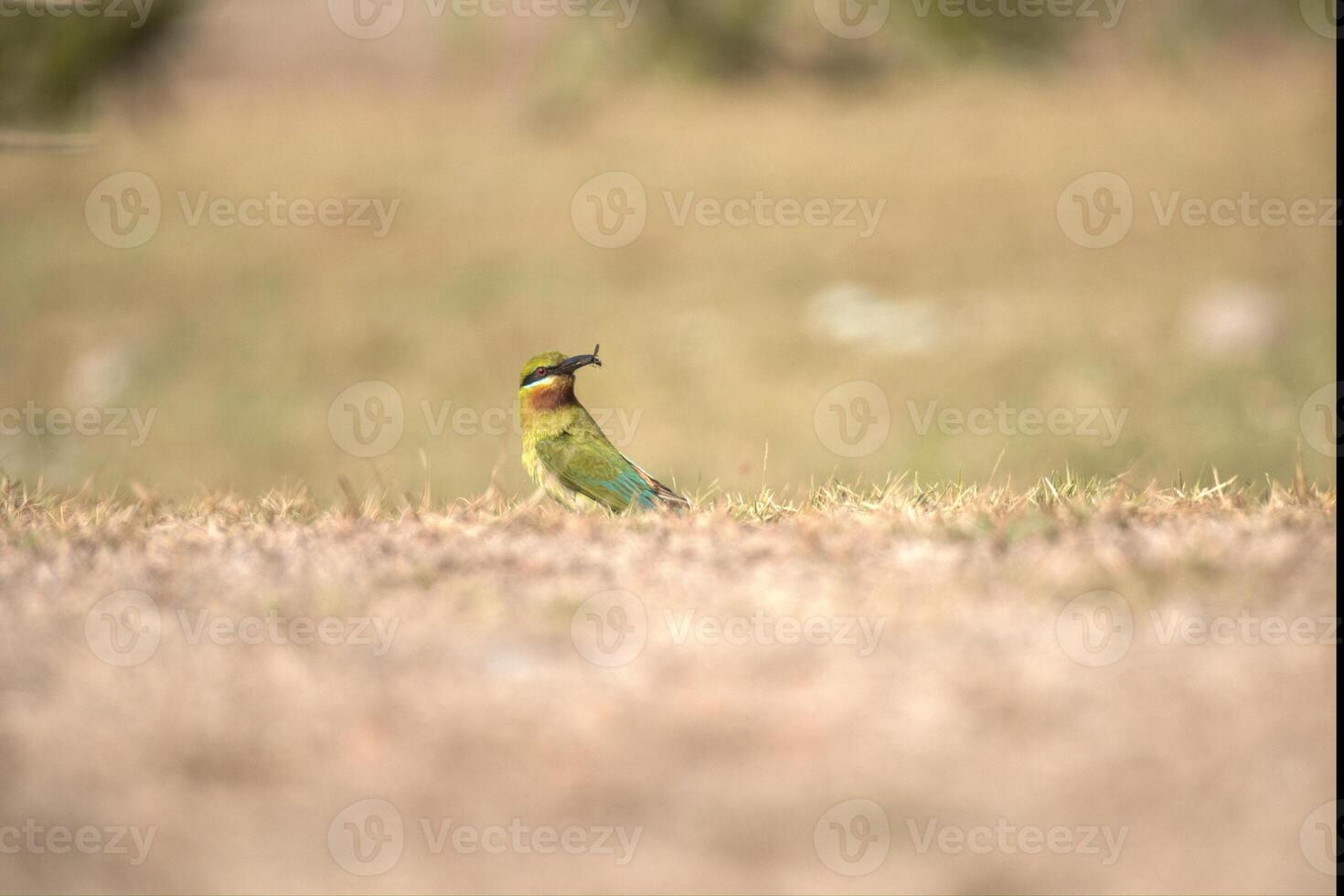 full body side view of small blue tailed bee eater bird with green and orange plumage standing on wet ground and eating insect against hills background photo