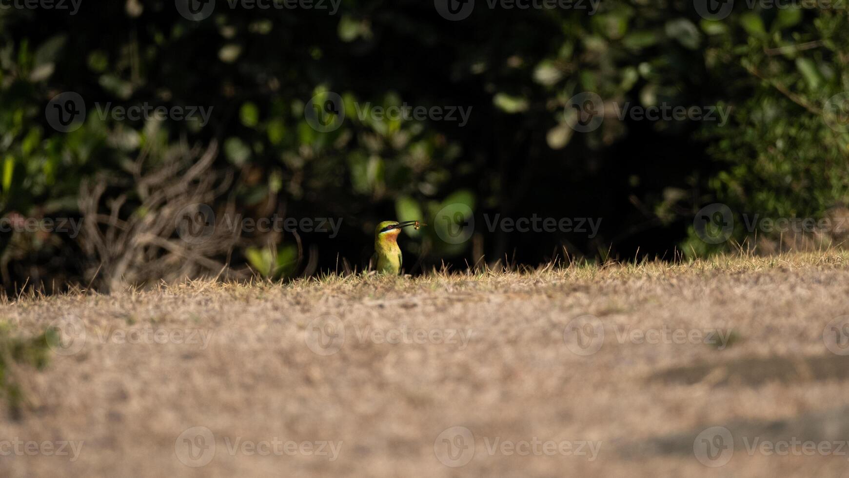 full body side view of small blue tailed bee eater bird with green and orange plumage standing on wet ground and eating insect against hills background photo