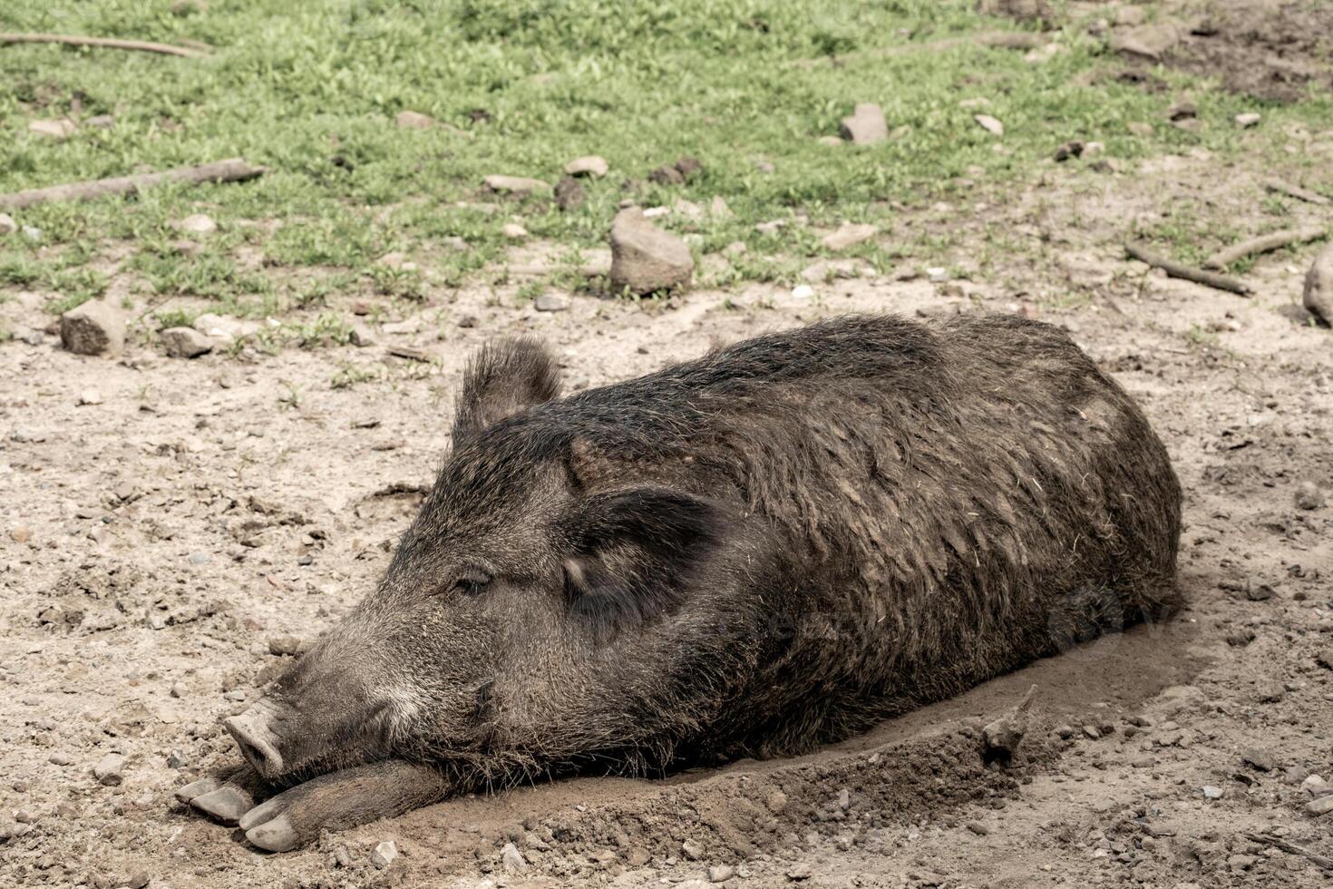 sleeping wild boar in the sun photo