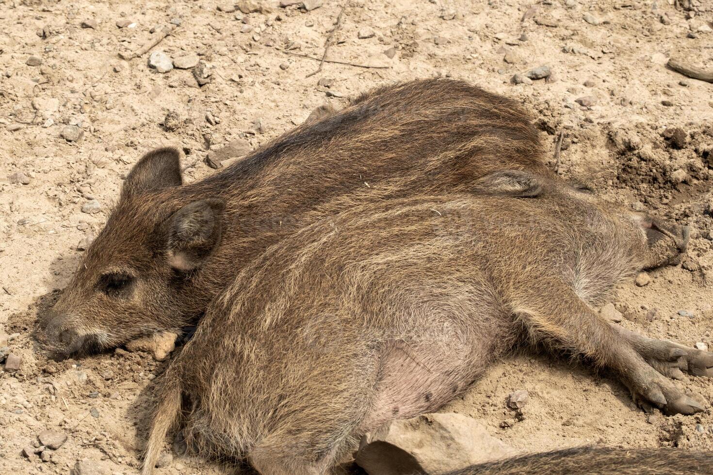 sleeping little wild boar piglets photo