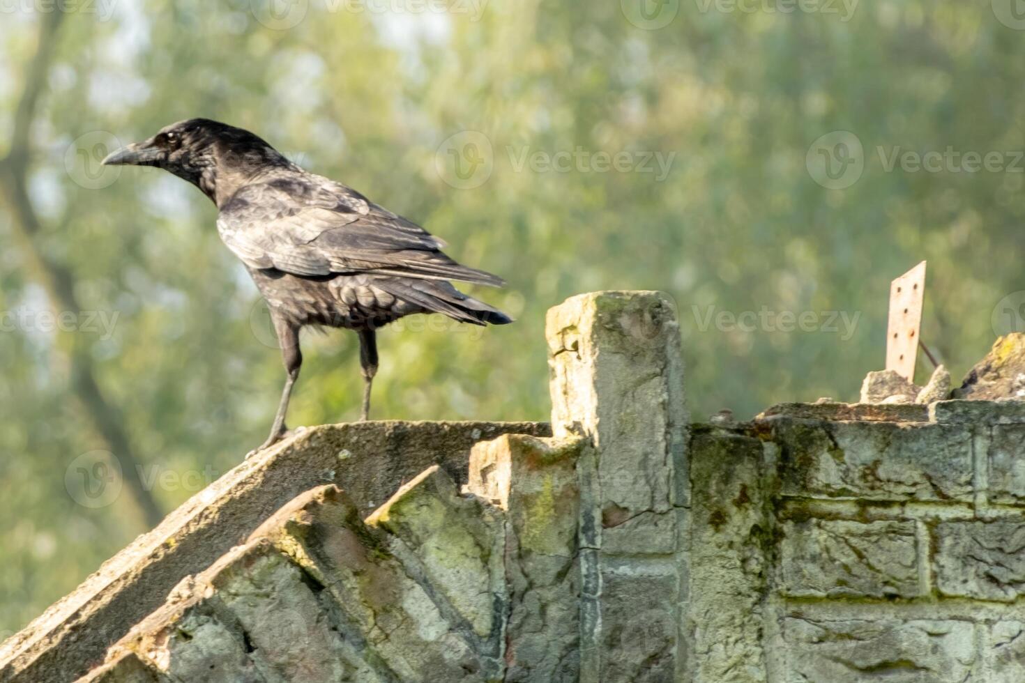 black crow on an old wall photo