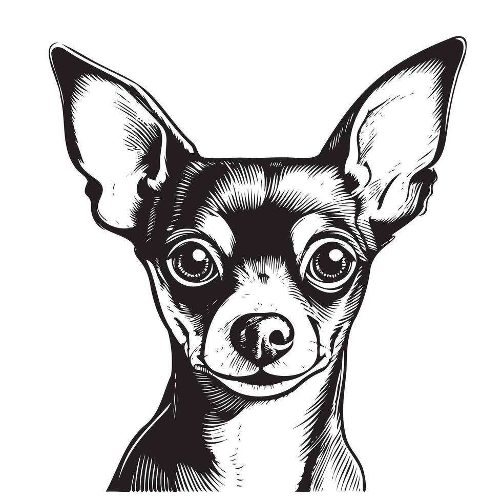isolated one single sitting Chihuahua Toy terrier dog head vector