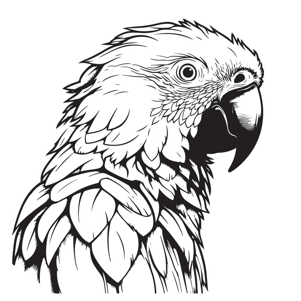 antique engraving drawing illustration of parrot head isolated vector