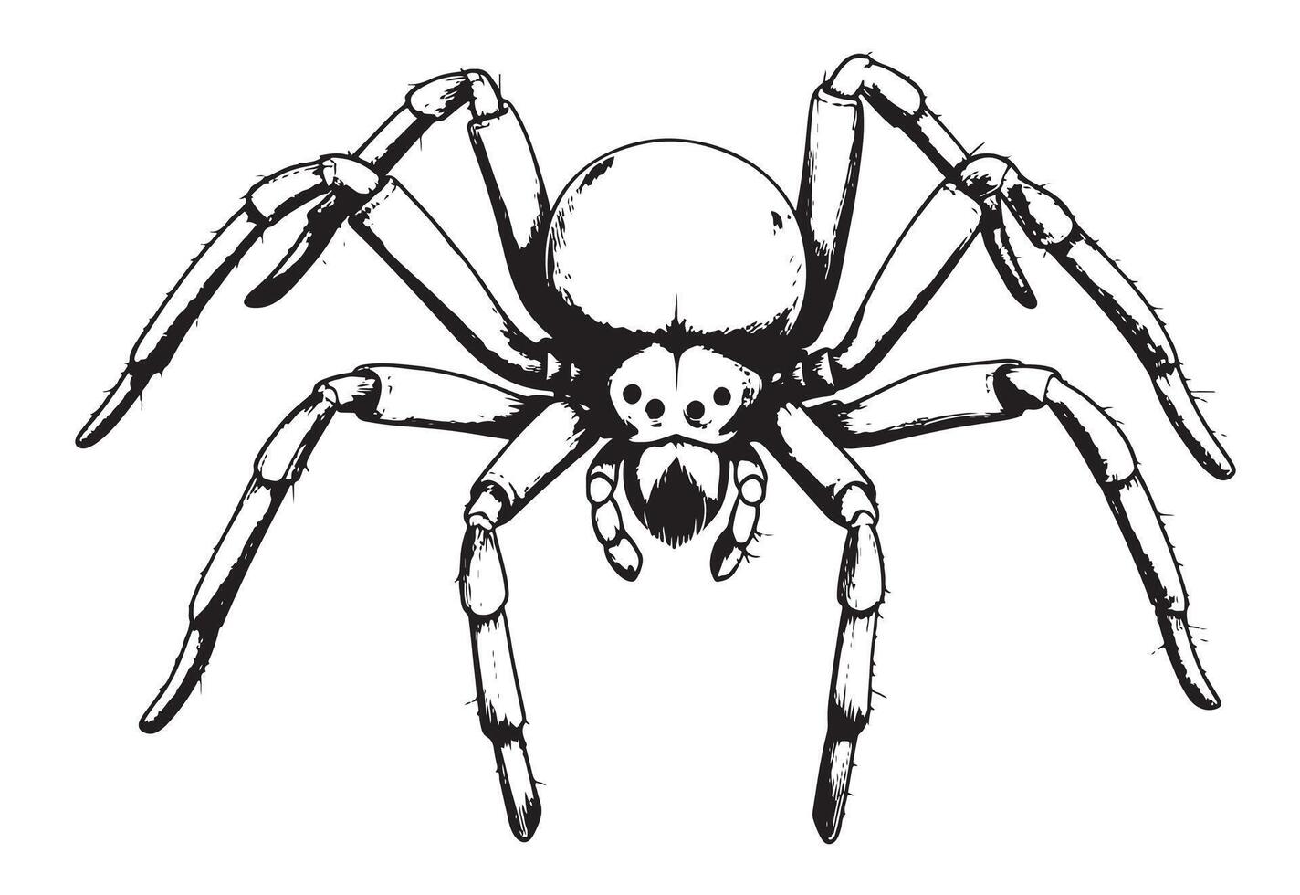 Spider insect image vector