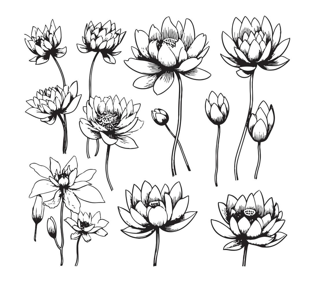 lotus flower. Floral botanical flower. Isolated illustration element. vector