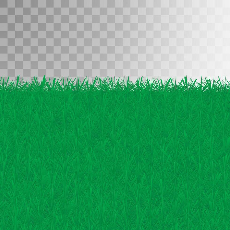 green lawn, texture of young grass vector