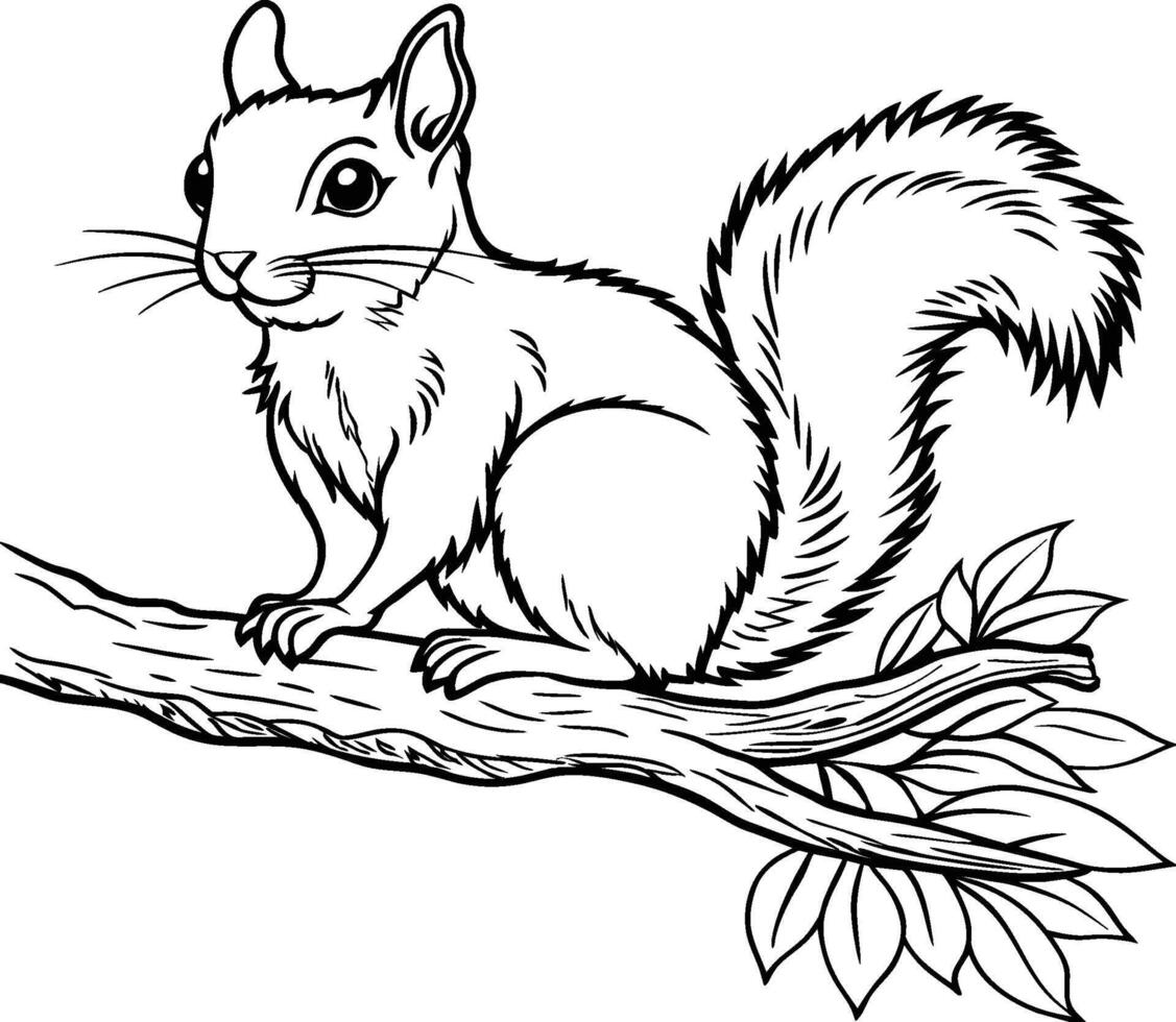 Squirrel coloring pages for kids vector