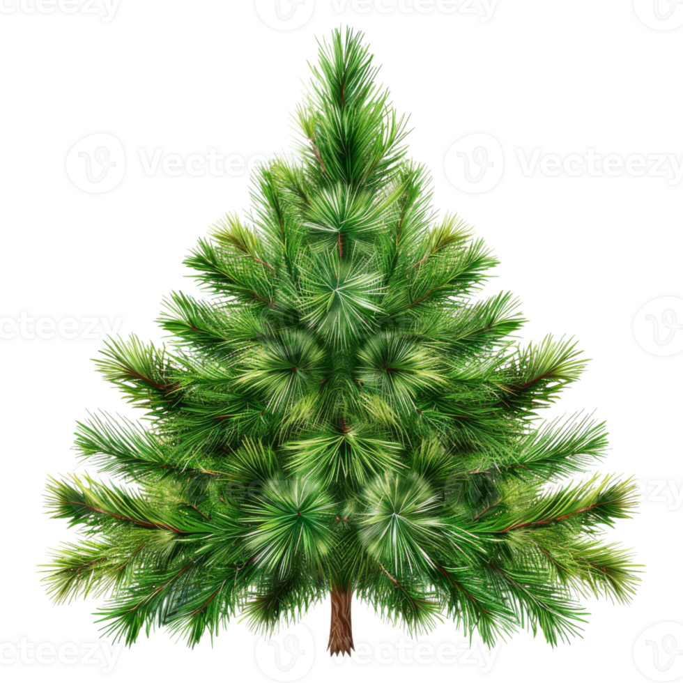 Tall Evergreen Tree with Detailed Branches png